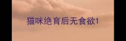 猫咪绝育后无食欲