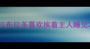 拉布拉多喜欢挨着主人睡觉