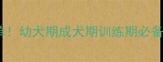 拉布拉多全生命周期用品清单幼犬期成犬期训练期必备指南附最新版选购攻略