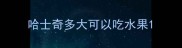 哈士奇多大可以吃水果