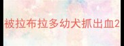 被拉布拉多幼犬抓出血