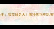 哈士奇VS金毛智商排名大哪种狗狗更聪明更易训练