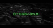 四个月狗狗小便失禁