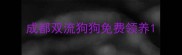 成都双流狗狗免费领养