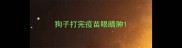 狗子打完疫苗眼睛肿