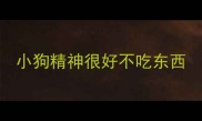 小狗精神很好不吃东西