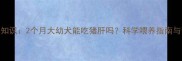 宠物喂养知识2个月大幼犬能吃猪肝吗科学喂养指南与营养建议