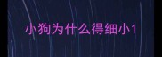小狗为什么得细小