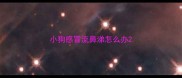小狗感冒流鼻涕怎么办