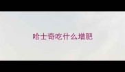 哈士奇吃什么增肥