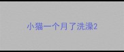 小猫一个月了洗澡