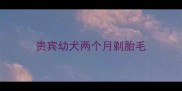 贵宾幼犬两个月剃胎毛