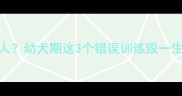 哈士奇散步要背主人幼犬期这3个错误训练毁一生附科学遛狗攻略