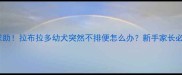 紧急求助拉布拉多幼犬突然不排便怎么办新手家长必看