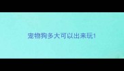 宠物狗多大可以出来玩