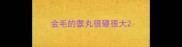 金毛的睾丸很硬很大