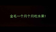 金毛一个月个月吃水果
