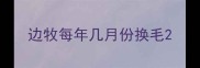 边牧每年几月份换毛