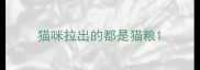 猫咪拉出的都是猫粮