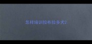 怎样培训拉布拉多犬