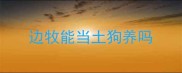 边牧能当土狗养吗