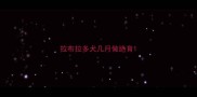 拉布拉多犬几月做绝育