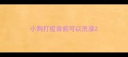 小狗打疫苗前可以洗澡