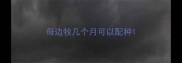 母边牧几个月可以配种