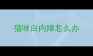 猫咪白内障怎么办