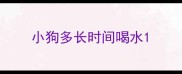 小狗多长时间喝水