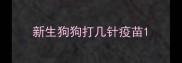 新生狗狗打几针疫苗