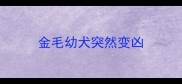 金毛幼犬突然变凶
