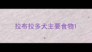 拉布拉多犬主要食物