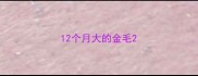 12个月大的金毛