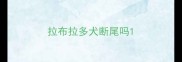拉布拉多犬断尾吗