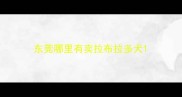 东莞哪里有卖拉布拉多犬