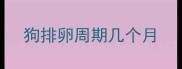 狗排卵周期几个月