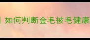 金毛犬毛发护理全攻略如何判断金毛被毛健康度附保姆级养护指南