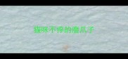 猫咪不停的磨爪子