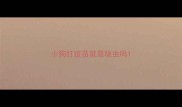 小狗打疫苗就是驱虫吗