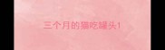 三个月的猫吃罐头