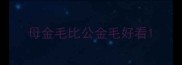 母金毛比公金毛好看