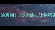 哈士奇踩尿的真相3步训练法让狗狗告别尿骚味
