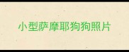 小型萨摩耶狗狗照片