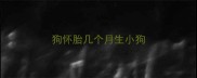 狗怀胎几个月生小狗