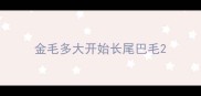 金毛多大开始长尾巴毛
