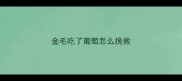 金毛吃了葡萄怎么挽救