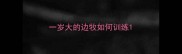 一岁大的边牧如何训练