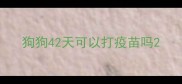 狗狗42天可以打疫苗吗
