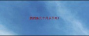 鹦鹉鱼几个月从不吃